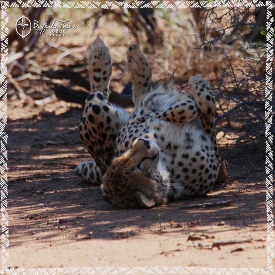 Buffalo Thorn Lodge พีลาเนสเบิร์ก ภายนอก รูปภาพ